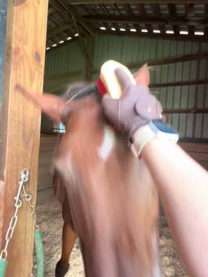 A post by @feralfarmky on TikTok caption: I rode my horse today for the first time since I don’t know when. Cantering a whole lap, while intially a little terrifying, felt like the opening of a door to a past life that brought me so much joy. Being able to connect with my horse again felt like a balm to my soul. I have no expectations and goals except to find the joy in horses again - to simply come back home. #horsesoftiktok #equestrian #minifarmlife #girlswhofarm