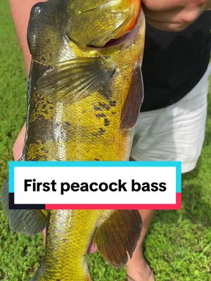 A post by @thereeljex on TikTok caption: It may not have been on a shrimp but im still proud #fishing #florida #freshwaterfishing 