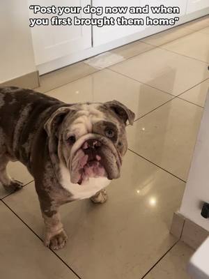 A post by @stormthebulldog on TikTok caption: #CapCut #takemebacktothenightwemeet #takemeback #nowandthen #dogs #dogsoftiktok #bulldog #fyp #foryou 