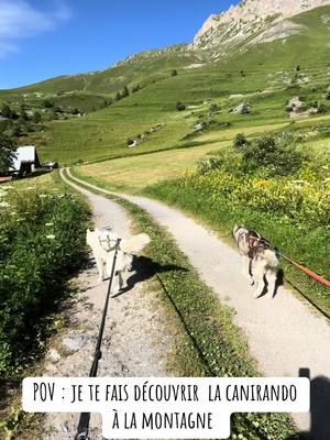 A post by @mgx_jn on TikTok caption: Si vous passez par Valloire n’hesitez pas à contacter « You ski en terre happy » qui vous fera decouvrir son monde avec ses merveilleux loups  Une experience inoubliable  #fyp #fypシ゚viral #foryou #husky #huskylife #randonnée #canirando🐕🥾 