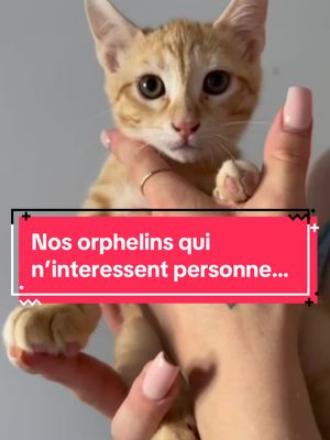 A post by @vanouu_v on TikTok caption: Ils n’interessent personnes depuis leurs arrivées… trouvons leur une famille ❤️🐾 n’hesitez pas a venir nous suivre pour suivre les aventures de nos loulous ❤️  #associationlestatas #orphelin #adoptme #animaux @Tata Margaux 🐶🤍 @Tata Emeline 🐶 @lKucia_ 