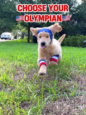 A post by @molsonandmaple on TikTok caption: who are you brining to paris?! 🇺🇸 #olympics #goldenretriever #dogsoftiktok #chooseyourcharacter 