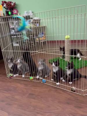 A post by @jamiesaur on TikTok caption: Kittens watching in unison always make us giggle? #foryou #fyp #viral #trending #foryoupage #funnyanimals #adopt #adoptdontshop #animalshelter #nonprofit #spayandneuter #cute #kittens #kittensoftiktok #funny #funnykittens #animalsoftiktok 