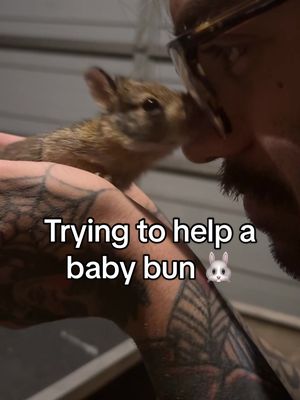 A post by @morgan_echols on TikTok caption: Baby bun has a much better life around here than where he found her! 