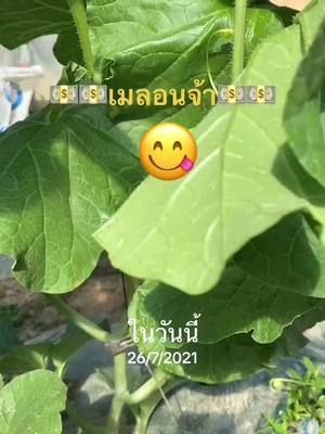 A post by @_vannipa22 on TikTok caption: #วันนี้ในอดีต 