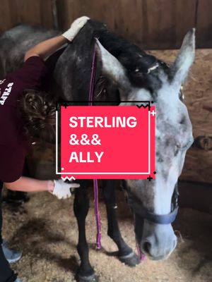 A post by @ohkaytacos on TikTok caption: STERLING UPDATE: Sterling is a three year old horse we rescued from extreme neglect and starvation a few short weeks ago. She has battled so many obstacles since she’s been here, but one thing that has kept her going is her relationship with Ally. They have so much love and trust between them. Sterling was unhandled when she arrived, didn’t know how to lead, and was untrusting… Which is totally understandable given the abuse she’s suffered. Ally has worked every single day to earn her trust… And I think she earned more than that— she’s earned Sterling’s love. Watching Sterling close her eyes and let Ally brush her in sensitive places like her legs and belly? Magical. This has been the most beautiful journey. Sterling is battling an unknown illness causing facial swelling and masses. We have sent numerous tests off to the top hospitals in the country. She is negative for strangles on PCR and culture. We don’t know what it is, but we will fight to save our girl. Please keep praying for her. Thank you to Virginia Tech who is working closely beside us so that Sterling does not have to be transported away from her person, Ally. None of these vets will stop fighting. Keep lifting our girl up in prayer and good universe vibes. For more updates, follow us right here! #colbyscrew #ohkaytacos #SterlingStrong 