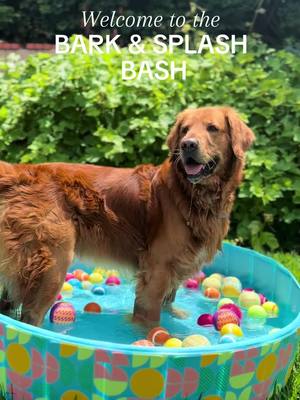 A post by @ on TikTok caption: BARK & SPLASH BASH 🏆🇺🇸💦 We’re beating the summer heat with these games from @petco 🔥☀️— talk about a dog’s bark-yard dream set up ✨💭 Theo is OBSESSED with making splooshes in his new pool 💦 & of course, Rocky boy is loving frisbees 🥏 #Petco  What event is your favorite?! 🤩  #olympics #paris2024 #dogsodtiktok 