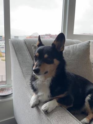 A post by @jerrythecorgi on TikTok caption: I already knew the answer  #foru #fyp #dogsoftiktok 