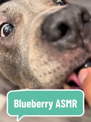 A post by @sable5000 on TikTok caption: Sable Saturday! Blueberries on the menu😋🫐 #pitbull #pitbullsoftiktok #dogasmr #blueberries #dog 