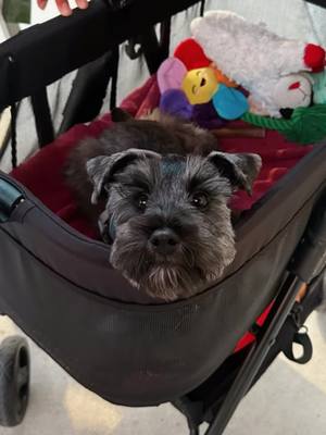 A post by @malpikachu_ on TikTok caption: #corazondemelon #CapCutAmor #dogsoftiktok #schnauzer #toyschnauzer 