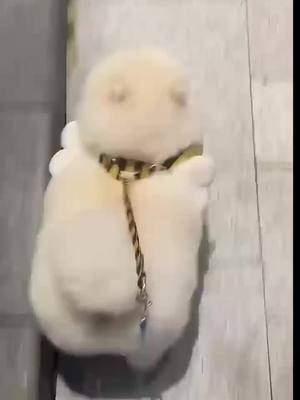 A post by @allanimall on TikTok caption: Take a walk with the dog #animals #dog 