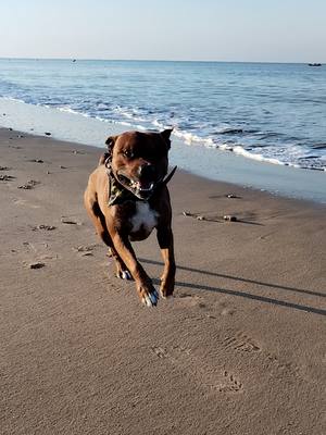 A post by @rajahstaffie on TikTok caption: #pourtoii #staffie #vacances #latranchesurmer🌊 un toutou 🐕‍🦺 heureux 🥰🤩🥰🤩