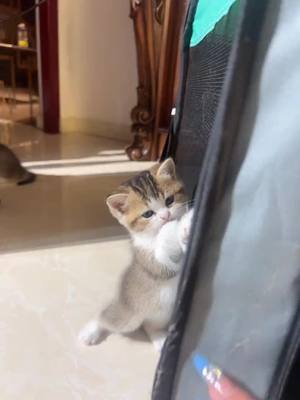 A post by @allanimall on TikTok caption: #animals #cat #catsoftiktok so swim 