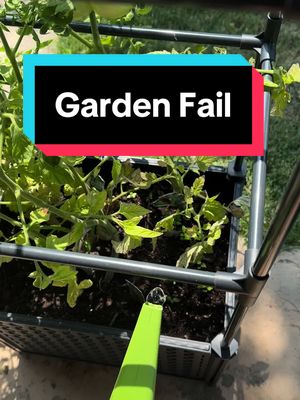 A post by @tishshields on TikTok caption: Just trying to be a garden girly but im struggling 🤣 and i have to put my big harvest in a paper bags because someone keeps messing with my maters!  #harvesting #gardenfails #gardengirl #tomatoes 