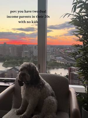 A post by @franknstien on TikTok caption: They really are just living their best life. Sitting there watching the sunset, eating, sleeping whenever they want, people watching from above, watching TV #luxurylife #mustbenice #livingitup #fypage #dogs #poodle 