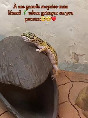 A post by @lydie_compagnie on TikTok caption: Il est magnifique mon bébé 🥹🤩🦎🙈❤️Je l’aime d’amour💛🖤🤍#pourtoi #foryou #gecko #geckoleopard #reptile #lezard #Bruni 