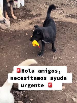 A post by @refugio.dcoty on TikTok caption: Ayúdanos a ayudar, necesitamos esterilizarlas lo antes posible😔🙏🏻#fyp #colima #ayuda #alberguedeperros #esterilizacion #adopta #adoptanocompres #fypシ #fyppoppppppppppppppppppppppp #tiktok #tendenciatiktok 