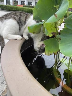 A post by @allanimall on TikTok caption: Drinking water #animals #cat #catsoftiktok 