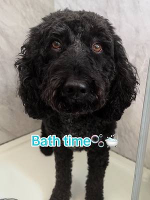 A post by @happyhuskie.s on TikTok caption: Bath time for Kiko🫧🛁 @Buddycare  #cockapoo #cockapoosoftiktoks #dog #dogsoftiktok #dogs #bathtime 