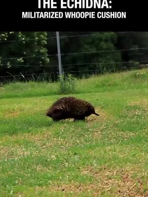 A post by @zefrank on TikTok caption: Echidna: Military Grade Whoopie Cushion