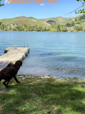 A post by @taylour.june on TikTok caption: Makes me sick to think about how a person can do that to a dog.. #birddog #chocolatelab #chief 