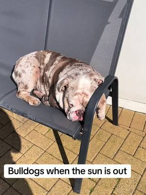 A post by @stormthebulldog on TikTok caption: #bulldog #dogs #dogsoftiktok #pets #sunshine #itshot #sunbathing #fyp #foryou 