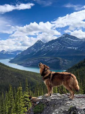 A post by @wanderwithwillow on TikTok caption: howling with the wind 🌬️ #Outdoors #canada #explore #hike #banff #mountains #nature #wolf #wolfdog #dogsoftiktok #foryou 