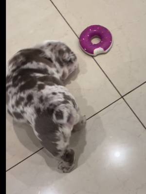 A post by @stormthebulldog on TikTok caption: #fatty #chubby #food #bulldog #dogsoftiktok #foryou #fyp 