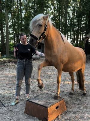 A post by @pixellponies on TikTok caption: Oefenen met op het blok staan❤️ Heb al veelste lang niks meer geplaatst 😱 . #horses #horse #ijslander #icelandichorse #foryoupage #foryou 