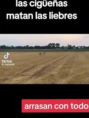 A post by @rubiogomezalonso on TikTok caption: se sabía que eran peligro para las crias.. para adultas también! #cigueña #liebre #campo #españa #parati #tictok #animalista #animalisto #animal  #campoargentino #campochileno #naturaleza #corre #vuelaalto #vuela  #campos #galgo #galgosyliebres #galgoschile🐇🐕🤠 #galgosdetiktok 