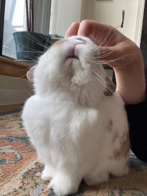 A post by @itsbunnycoco on TikTok caption: Day in the life of Coco #fyp #xybcza #bunny 