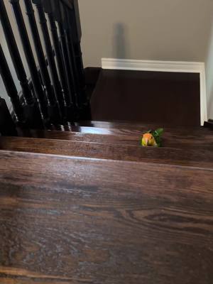 A post by @hubertthebird on TikTok caption: I went upstairs! I DID IT. I wonder if it would’ve been easier to fly? #PetsOfTikTok #funnyvideo #parrotlet #foryoupage #funnybird #caique #