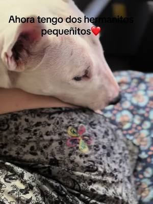 A post by @norabullterriermini on TikTok caption: Que feliz soy’#bullterrier #cat #dog #perrostiktokers #bullterrierlover 