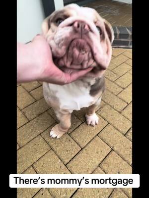 A post by @stormthebulldog on TikTok caption: #theresmommysmortgage #operation #vets #poorlydog #allbetternow #dog #puppy #bulldog #fyp #foryou 