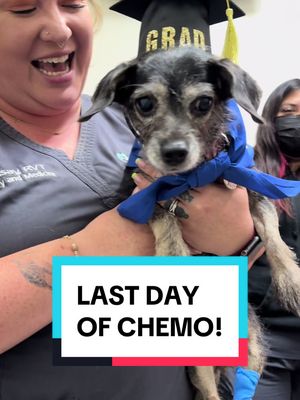 A post by @scruffabella on TikTok caption: She did it!! Bella made it thru her sixth and final round of chemo yesterday. • Thank you to all the kind and loving people at True Care For Pets - from those at the front desk to the wonderful Dr. Koo (putting Bella’s grad cap on in the video) and everyone in between. You have all been so thoughtful and caring to Bella and to us each and every visit. Thank you for giving Bella such a sweet celebration for her last chemo appt. You’ve all made it so comfortable for us. We can’t thank you enough. Much love to you all. • Thank you to everyone here on TT for sending good thoughts, prayers and comments during the past few months. It means more than we can say. Bella has been putting up a good fight, trying to prove shes going to be the one who beats it! Please check us out over at In sta too for more details. We are still taking it all day by day. Thank you for continuing to follow our journey. #beatcancer #dogcancersucks #PetsOfTikTok #graduation #scruffabella #truecareforpets 