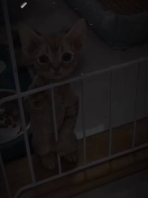 A post by @luckytrto on TikTok caption: Anak kucing #cat  