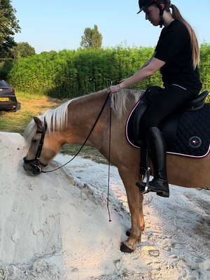 A post by @pixellponies on TikTok caption: BeN jE dAt NoU aAn HeT oP eTeN?😂 . #horses #horse #ijslander #icelandichorse #foryoupage #foryou 