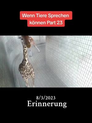 A post by @danidanda180 on TikTok caption: #erinnerung 