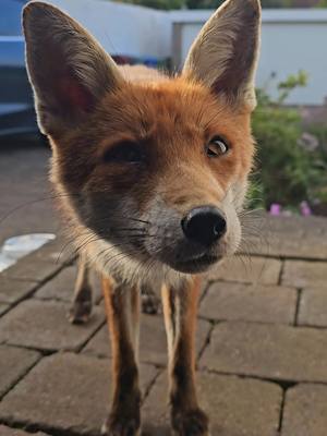 A post by @tahlulah_the_fox on TikTok