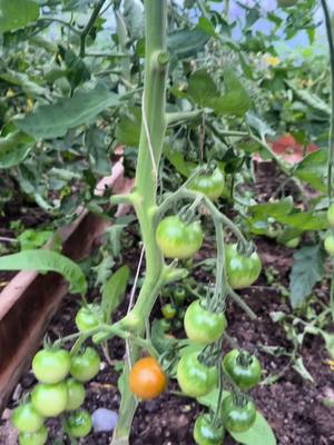 A post by @alex_photo101 on TikTok caption: Do you want to prune, Prune like this. #alex_photo101 #plants #tomato #cucumbers #cucumber #tutorial #gardening #paper #tiktok #tomatoplants #pruning #romania #poland 