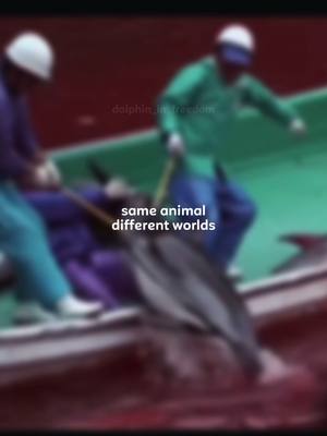 A post by @dolphin_in_freedom on TikTok caption: Our animals all live different lives. Just like with us humans, it is the same with animals. One scene was so disgusting that I had to censor it. All of these scenes are about the Red Cove in Taiji Japan. To be precise, the whole dolphin abuse began in this cove, because not only are dolphins brutally sl@ughtered there, but many of the dolphins in captivity originally come from the cove. To understand the whole thing better, I recommend you "The Cove", a documentary about the suffering of the dolphins and the story behind the cove. The dolphins are chased into the cove with boats, nets and loud noises. They usually spend several hours there in big fear. Trainers from all over the world come by and pick out the “beautiful” and “young” dolphins. These are then prepared in the most disgusting way for captivity and their dolphin shows and then sent to the aquarium like a worthless package. The remaining dolphins are rarely released back into the sea, which is still their death sentence because they are very few dolphins left, disoriented and traumatized. But most of the time they are not released, but brutally sl@ughtered. Types of animal cruelty that you can't even imagine. Dolphins also have a higher sensitivity than humans and therefore feel twice as much as we do... please be better and sign petitions by dolphin_project, whales.org, IMMP and NOAA. you can make a change  #thehungergames #fyp #trend #samebutdifferent #differentworld #viral #dolphins #thecove #taiji #japan #slaughter #sharethecare #dontignore #payattention #pleasegoviral #stopabuse #ban #fypシ゚ #hunting #justice #awareness #redwater 