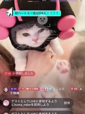 A post by @yunicoon01 on TikTok caption: パーマカラーみたいなやつつけた笑笑笑笑#短足マンチカン #マンチカン #ねこ #cat #子猫 