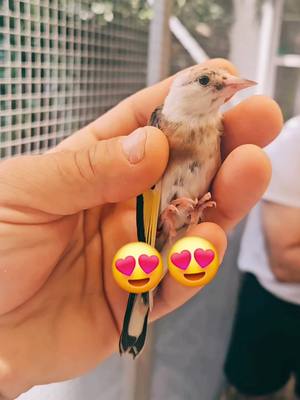 A post by @antwerpvogels on TikTok caption: #antwerpvogels #antwerpvogels #antwerpvogels #animelover #dieren #animels #antwerpen #belgium #vogelsberg #distelvinken #kanaries #viralvideo #belgium #brussel #viral #pyf #tiktok #foryou #foryoupage #pyf #like #followformorevideo #terding #holand #ابوالنور @𓅨_m___e___r__o_𓅨 