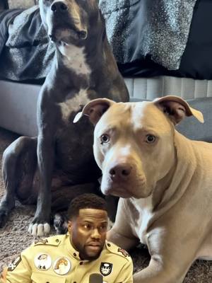 A post by @diamond_and_chanel_ on TikTok caption: #Meme #MemeCut #dogsoftiktok #pitbullsoftiktok #fypシ゚viral #fyppppppppppppppppppppppp #CapCut #dogmom #pitbull 