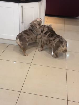 A post by @stormthebulldog on TikTok caption: #youngest #irritating #dogsoftiktok #bulldog #brothers #fyp #foryou 