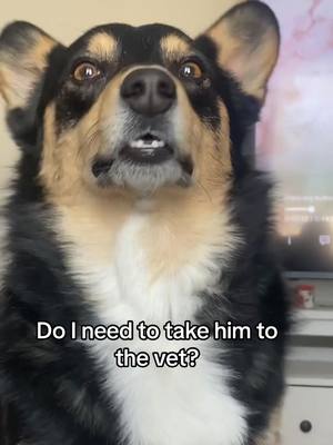 A post by @jerrythecorgi on TikTok caption: Do I need to take him to the vet? #fyp #foru #dogsoftiktok 