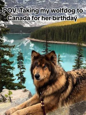 A post by @wanderwithwillow on TikTok caption: Only the best for the most special girl ✨ #wolfdog #canada #Hiking #travel #dogsoftiktok #mountains #banff #wolf #explore 