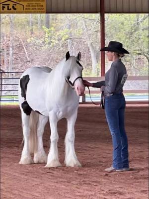 A post by @staceywoods458 on TikTok caption: You'll always be my baby ❤️ #CapCut #gypsyvanner #fypシ゚viral #fypage #horsesoftiktok #youllalwaysbemybaby #meadowbrooksarmani #armanimyway 