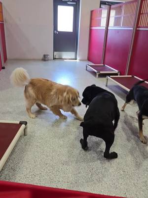 A post by @tdsspring on TikTok caption: Opie and Putter are besties 5ever#dogdaycare #dogsoftiktok #tdsspring #thedogstop #fyp 