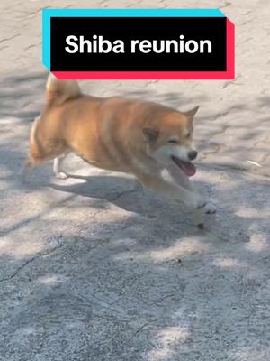 A post by @marczalilaszlo on TikTok caption: Reunion with our loved shiba inu, Saké after 2 weeks. It was very emotional.. #shiba #shibainu #reunion #dog #dogsoftiktok #Love #endlesslove #foryou #foryoupage #for #nekedbe #neked #kutya #kutyatiktok #japanese @Greiner Balázs 